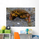 Atlantic Rock Crab Maine Folded Claws Wall Decal