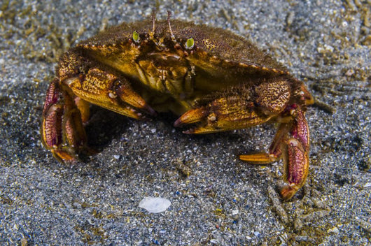 Atlantic Rock Crab Maine Folded Claws Wall Decal