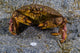 Atlantic Rock Crab Maine Folded Claws Wall Decal