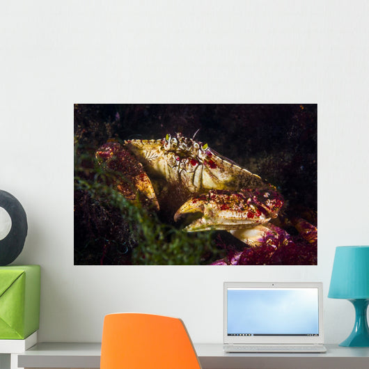 Atlantic Rock Crab Maine Wall Decal
