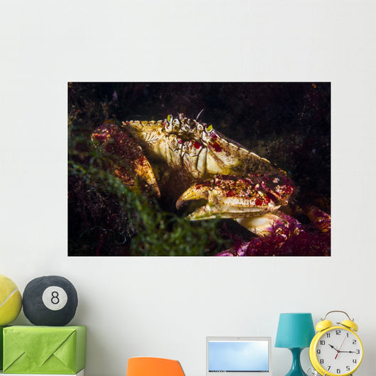 Atlantic Rock Crab Maine Wall Decal