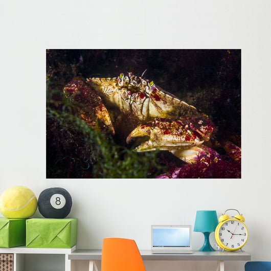 Atlantic Rock Crab Maine Wall Decal