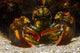 American Lobster Front Maine Close-up Wall Decal