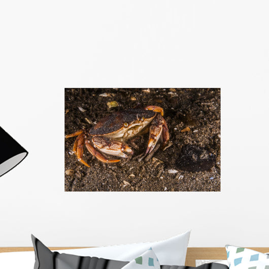 Atlantic Rock Crab Maine Resting Wall Decal