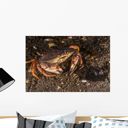 Atlantic Rock Crab Maine Resting Wall Decal