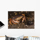 Atlantic Rock Crab Maine Resting Wall Decal