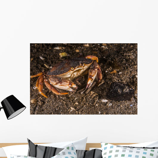 Atlantic Rock Crab Maine Resting Wall Decal