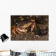 Atlantic Rock Crab Maine Resting Wall Decal