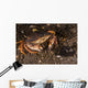 Atlantic Rock Crab Maine Resting Wall Decal