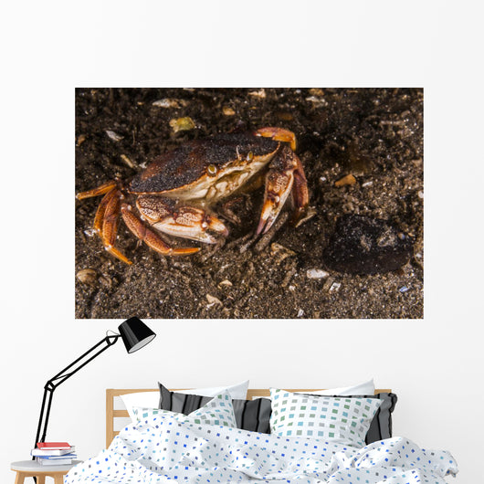 Atlantic Rock Crab Maine Resting Wall Decal