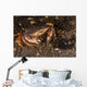 Atlantic Rock Crab Maine Resting Wall Decal