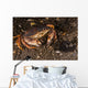Atlantic Rock Crab Maine Resting Wall Decal