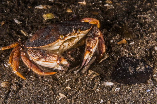 Atlantic Rock Crab Maine Resting Wall Decal