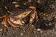 Atlantic Rock Crab Maine Resting Wall Decal