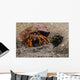 Acadian Hermit Crabs Crawling with Burrow Wall Decal