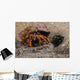 Acadian Hermit Crabs Crawling with Burrow Wall Decal