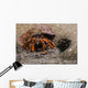 Acadian Hermit Crabs Crawling with Burrow Wall Decal