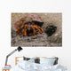 Acadian Hermit Crabs Crawling with Burrow Wall Decal