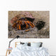 Acadian Hermit Crabs Crawling with Burrow Wall Decal