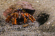 Acadian Hermit Crabs Crawling with Burrow Wall Decal