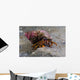 Acadian Hermit Crabs Crawling Close-up Wall Decal
