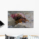 Acadian Hermit Crabs Crawling Close-up Wall Decal