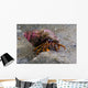 Acadian Hermit Crabs Crawling Close-up Wall Decal