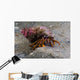 Acadian Hermit Crabs Crawling Close-up Wall Decal