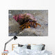 Acadian Hermit Crabs Crawling Close-up Wall Decal