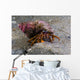 Acadian Hermit Crabs Crawling Close-up Wall Decal