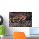 Atlantic Rock Crab Maine Close-up Wall Decal