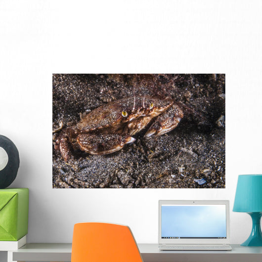 Atlantic Rock Crab Maine Close-up Wall Decal