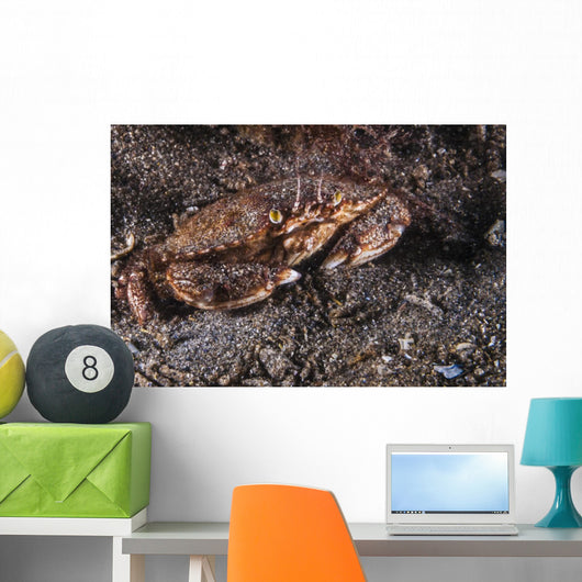 Atlantic Rock Crab Maine Close-up Wall Decal