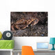 Atlantic Rock Crab Maine Close-up Wall Decal