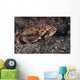 Atlantic Rock Crab Maine Close-up Wall Decal