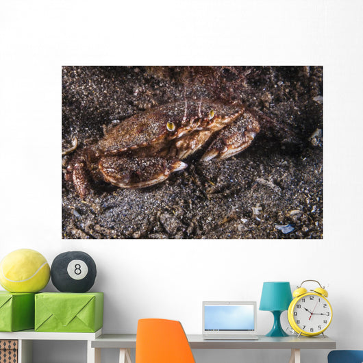 Atlantic Rock Crab Maine Close-up Wall Decal