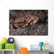 Atlantic Rock Crab Maine Close-up Wall Decal