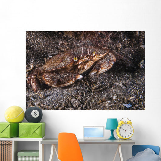 Atlantic Rock Crab Maine Close-up Wall Decal
