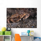 Atlantic Rock Crab Maine Close-up Wall Decal