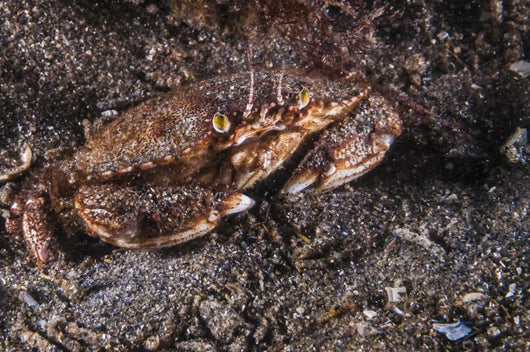 Atlantic Rock Crab Maine Close-up Wall Decal