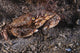 Atlantic Rock Crab Maine Close-up Wall Decal