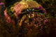 Acadian Hermit Crabs Crawling Wall Decal