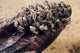 Zebra Mussels Wall Decal