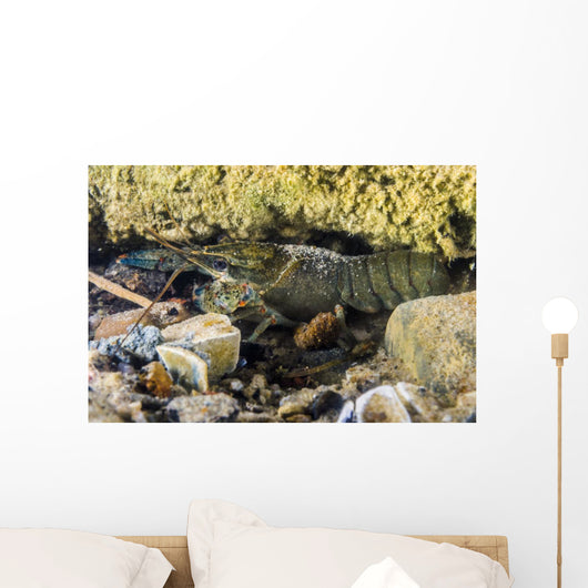 Crawfish Hiding under Rocks Wall Decal