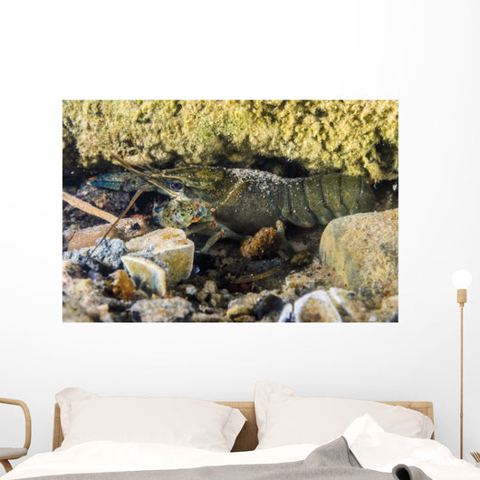 Crawfish Hiding under Rocks Wall Decal