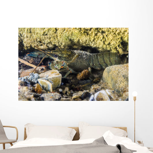 Crawfish Hiding under Rocks Wall Decal
