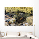 Crawfish Hiding under Rocks Wall Decal