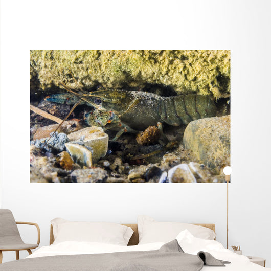 Crawfish Hiding under Rocks Wall Decal