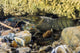 Crawfish Hiding under Rocks Wall Decal
