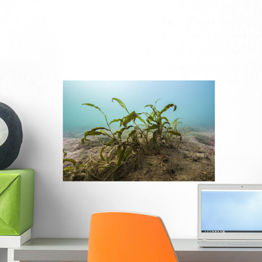 Vegetation Lake Murray Oklahoma Wall Decal